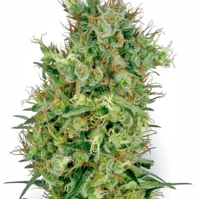 cali orange bud beginner seeds