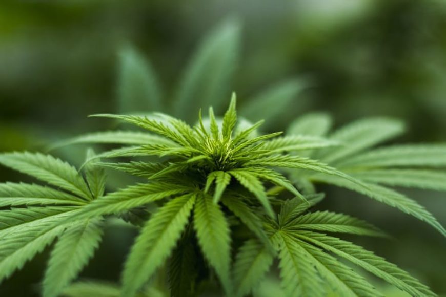 Gegen was hilft Cannabis?