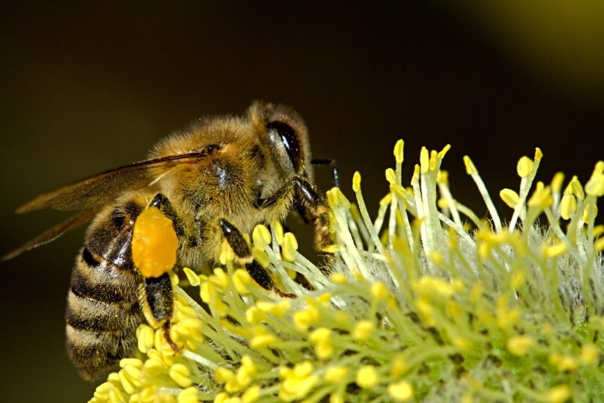 Bienen stehen auf Cannabis – So könnte Hanf dem Bienensterben entgegenwirken