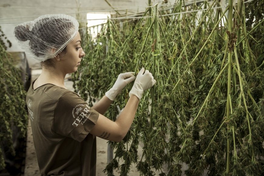 Gelungener Jahresstart: Neuer Lobbyverband und erster deutscher Cannabis-Fonds