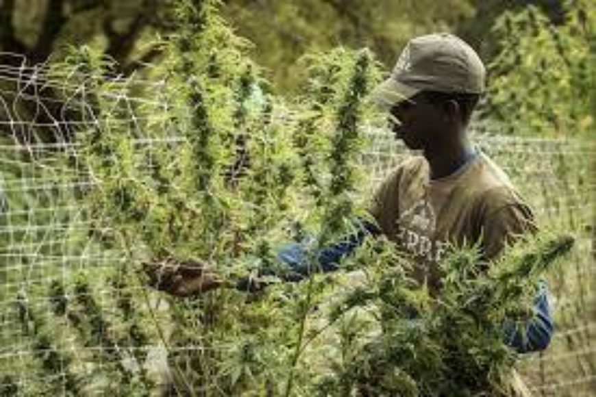 Flächendeckende Legalisierung von Cannabis in den USA schon 2022?