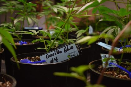 New York, Virginia und Marokko: Cannabis-Legalisierung schreitet voran