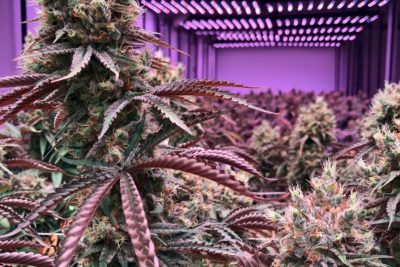 Staat gibt grünes Licht für den Anbau von 1,8 Tonnen Cannabis