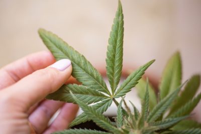Corona verzögert erste deutsche Cannabis-Ernte – BKA-Chef will Entkriminalisierung