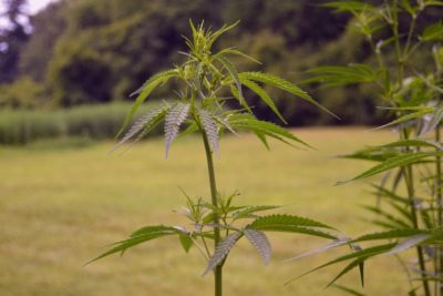 Cannabis-Prohibition: Göttinger „Blumenkinder“ treiben Polizei in den Wahnsinn