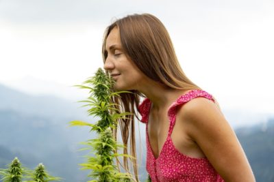 Start-up Cannovum plant Cannabis-Revolution in Deutschland