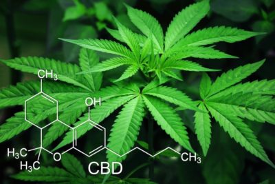 Studie lässt aufhorchen: Könnte Cannabis vor Corona schützen?