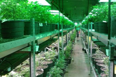 Wirtschaftsfaktor Cannabis – Gras wird zum globalen Milliardengeschäft