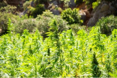 THC-Cannabis: SPD plant legale Hanfplantage in München