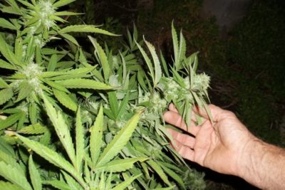 Lektüre für grüne Daumen – Die Top 10 Bücher für den Cannabisanbau